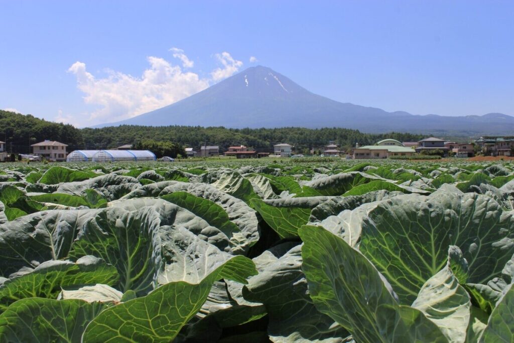 山梨県鳴沢村産のおいしい野菜が大集合! 「なるさわ収穫祭」の魅力とは? 村の味覚はふるさと納税返礼品でも | マイナビニュース