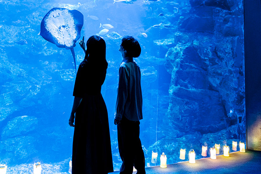 京都水族館で夏イベント「夜のすいぞくかん」、妖怪通りが出現 | Lmaga.jp