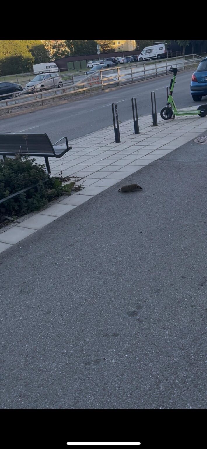 今日は私の散歩でハリネズミを見ました！