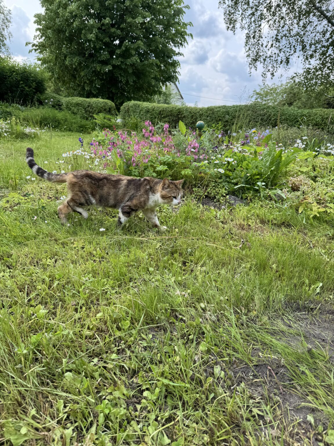 捨てられた猫