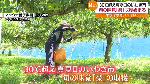 猛暑日の福島で子どもに人気は公園の噴水　残暑の中、秋の季語でもある”梨”の収穫も始まる　