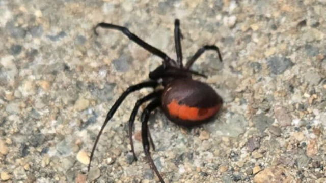 高速道路のSA近くで「セアカゴケグモ」5匹 石川県内の発見は15例目