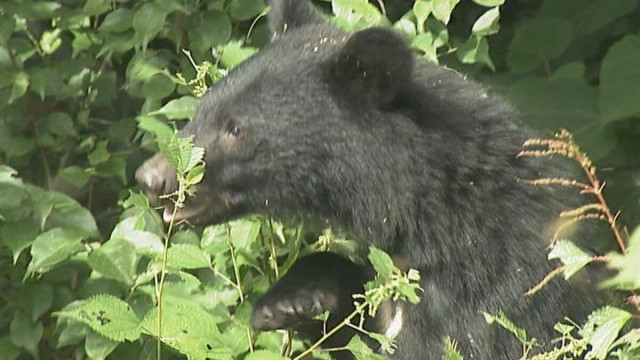 石川・能美市や加賀市でクマの目撃情報相次ぐ 2025年に入って目撃情報は196件
