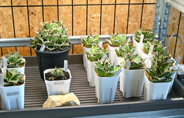 【開店情報】O.Z.S PLANTS CLUB（佐賀市）　乾燥地帯の希少な植物ずらり　7月20日オープン（Saga Shimbun）｜ｄメニューニュース（NTTドコモ）
