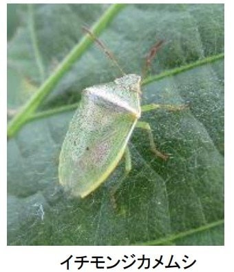 大豆の “カメムシ”多発…平年の4倍超　県が病害虫発生注意報　8月9月の高温で“さらに活発化”のおそれも　富山