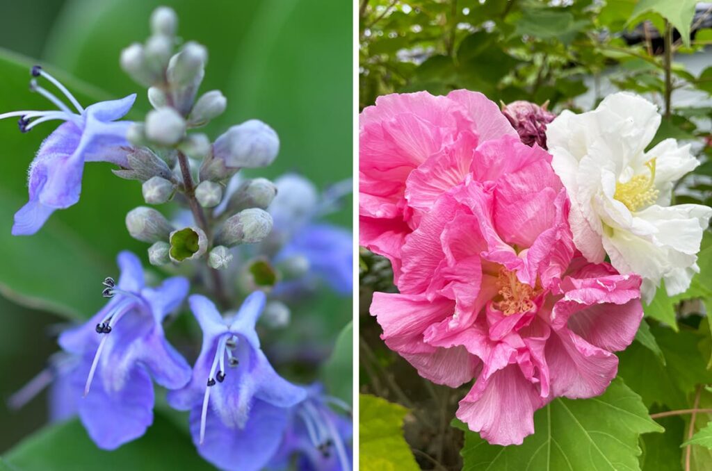 夏から初秋の京都で見られる珍しい花｜１日花から絶滅危惧種まで - KYOTO SIDE(キョウトサイド)
