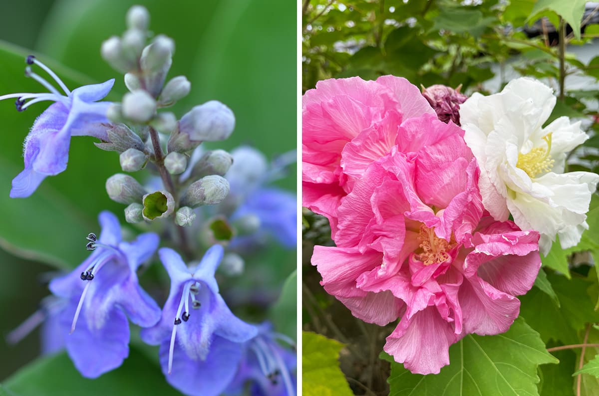 夏から初秋の京都で見られる珍しい花TOP画像
