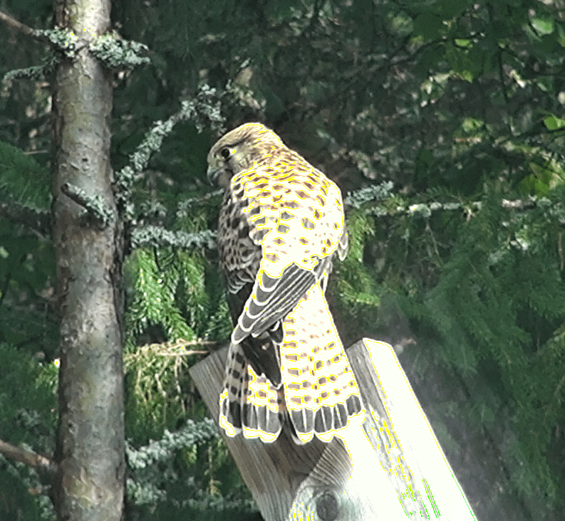 Merlin Bird of Prey、私のキッチンの窓から撮影された写真。
