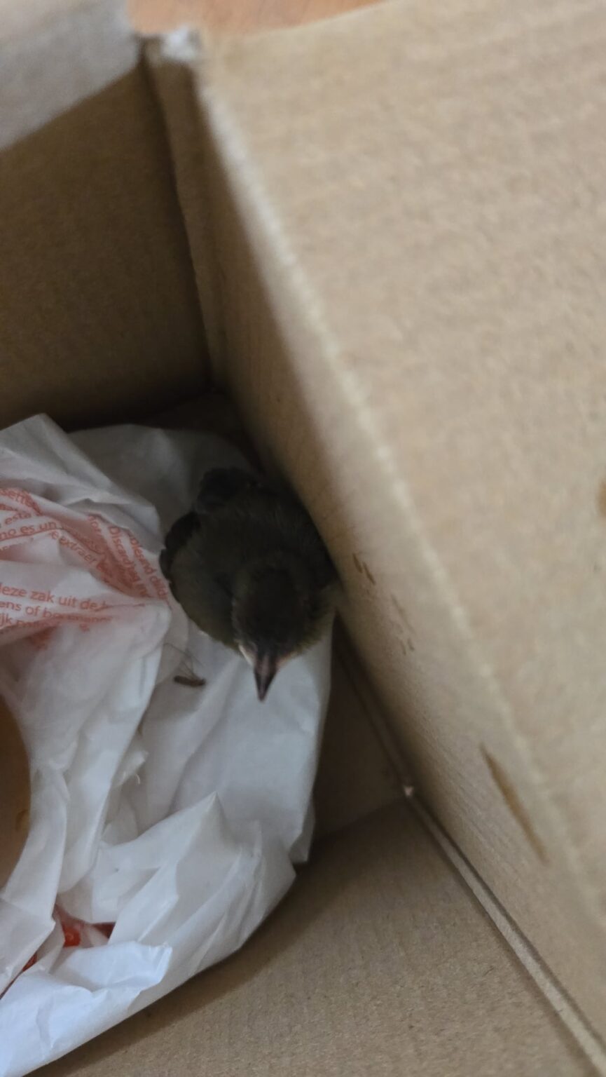 ヘルプ！！！夫は赤ちゃんの鳥に出会いました。負傷したかどうかはわかりません。飛んでいるのではありませんが、動揺しているように見えます（理解できます）。地元の獣医は閉鎖されています。何をするか？