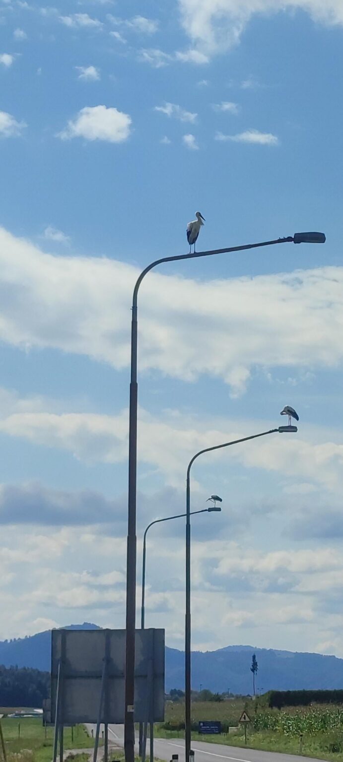 待っているコウノトリ