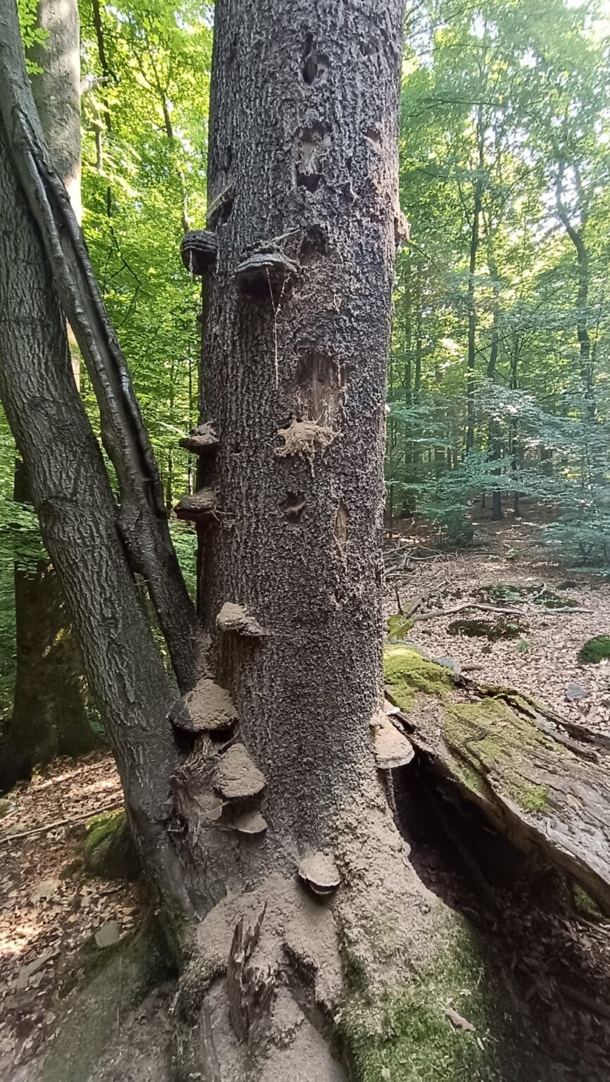 スパの周りを歩きに行きましたが、このaisanは長い穴のあるカブトムシですか？