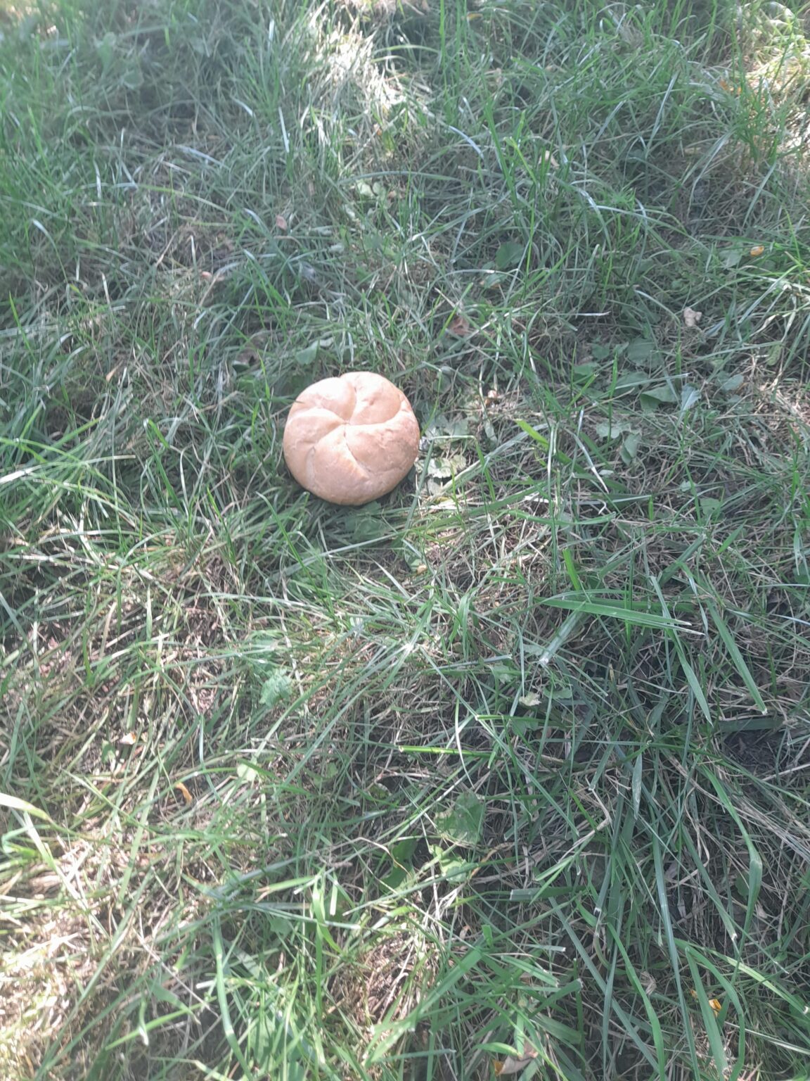 珍しいキノコ