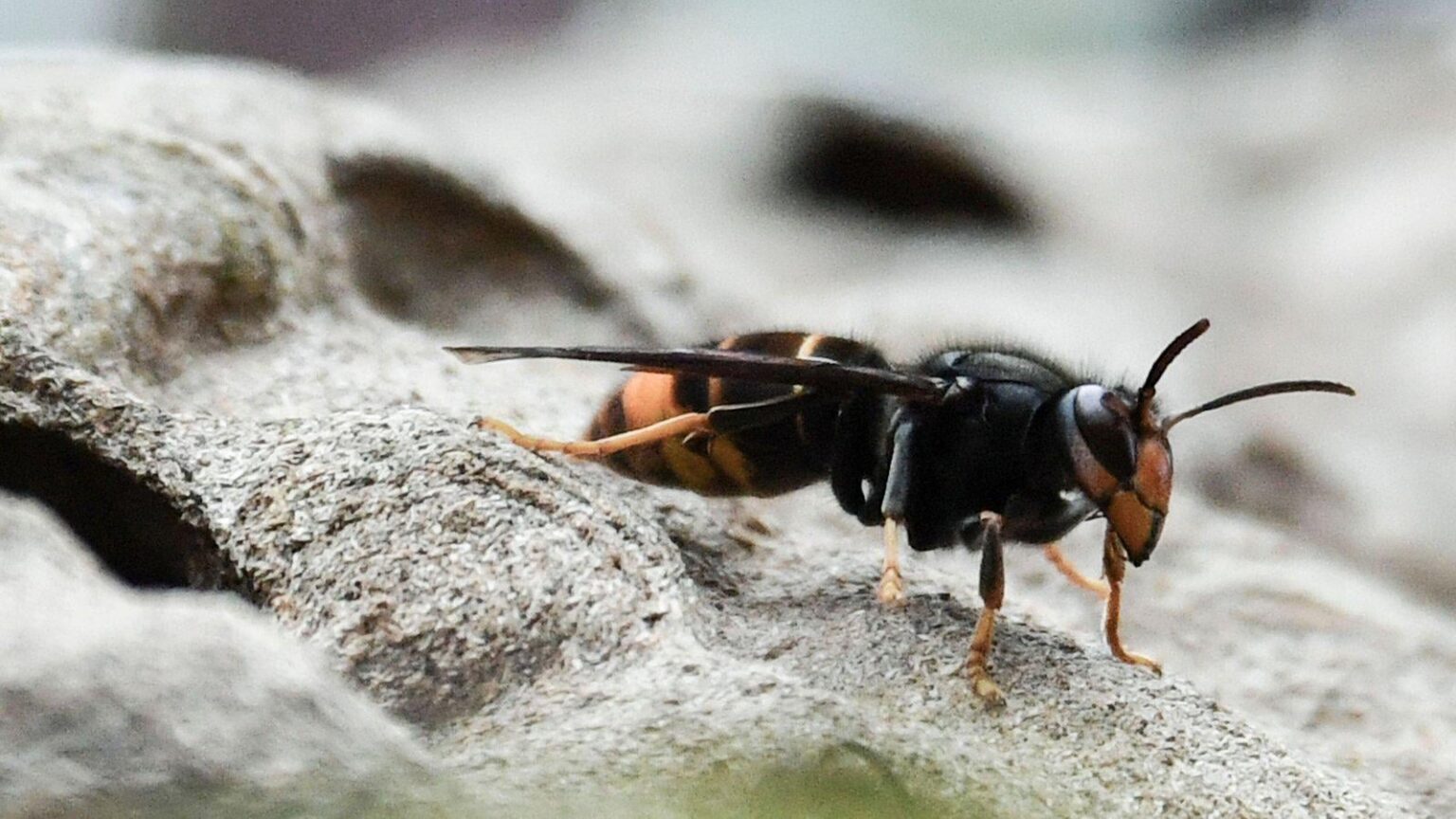 さらにアジアのスズメバチの目撃がアイルランドで確認されました