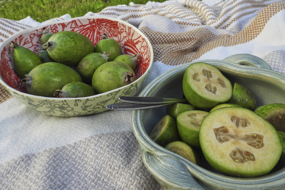 New Zealand’s unofficial fruit is the feijoa, not the kiwi