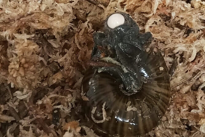 A rare New Zealand snail is filmed for the first time laying an egg from its neck | Science & Health
