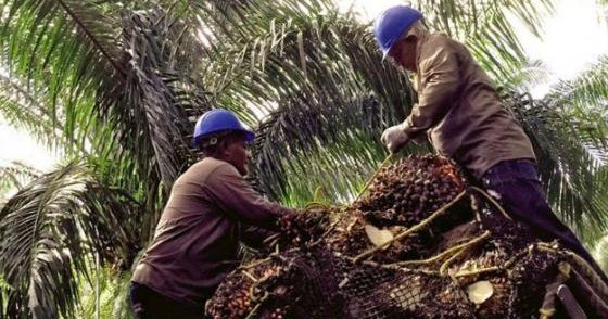 Africa: An investigation uncovers widespread human rights violations including sexual harassment at Socfin plantations, incl. co. comment