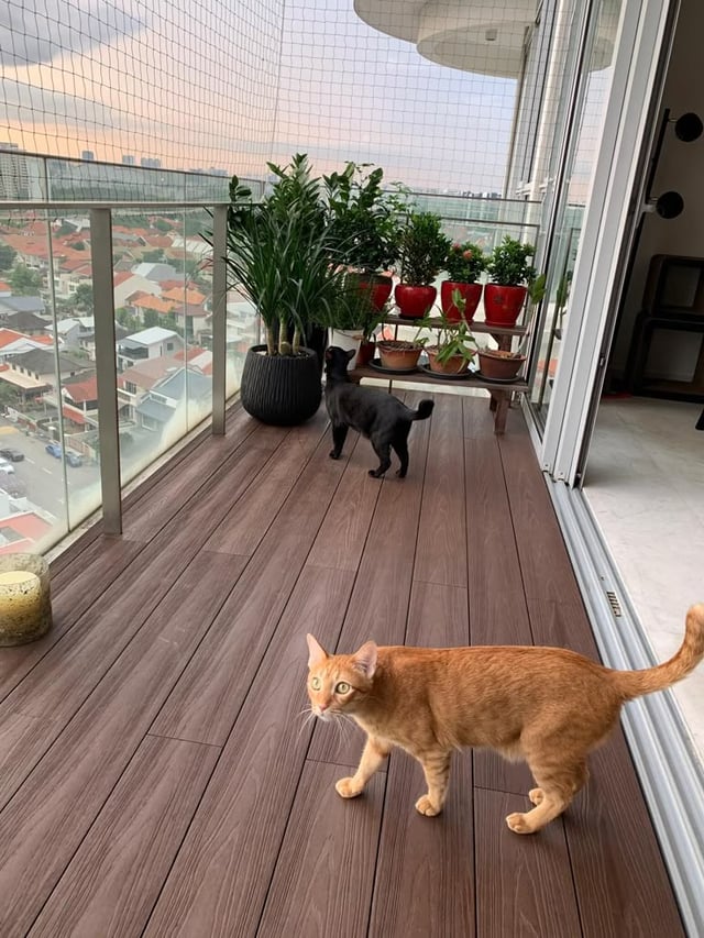 マルタで私のバルコニーと窓を猫に抑える方法は？