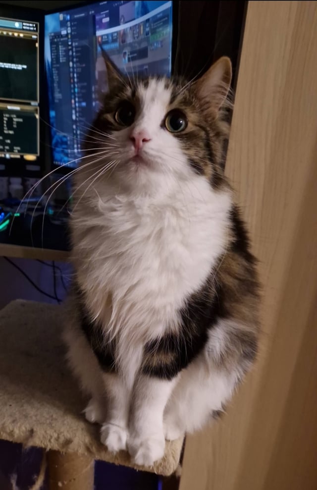 ラスナマーの失われた猫