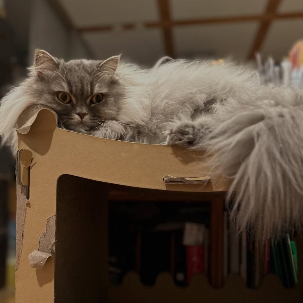 中川剛、愛猫のお昼寝前ショットが話題「耐震強度大丈夫？」の声 | 話題の投稿 | スポーツブル (スポブル)