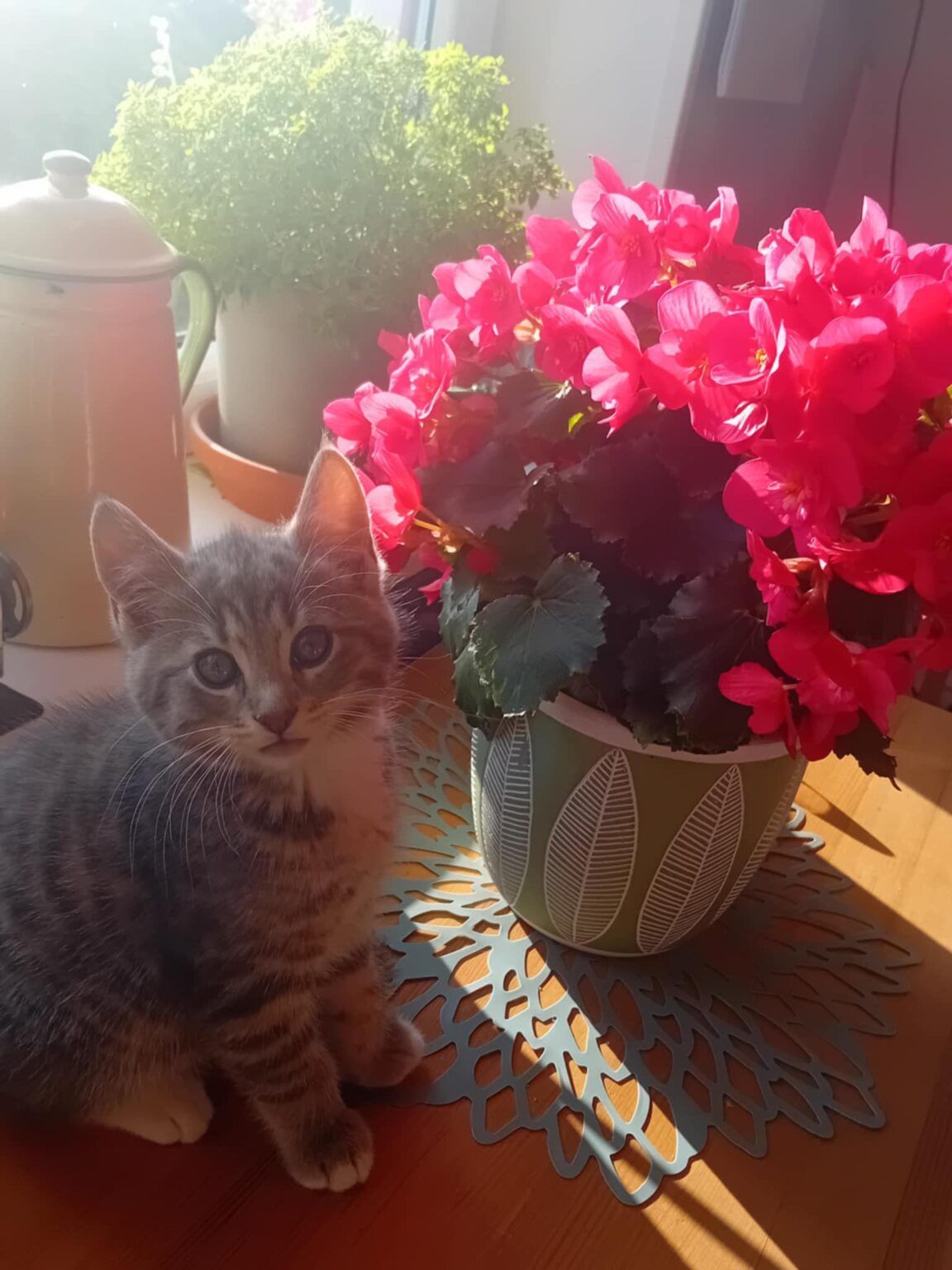 猫の名前？