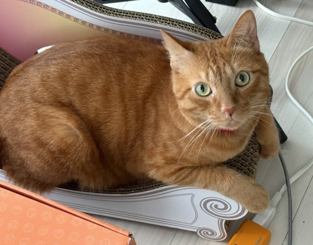 「親友からの写真に癒されてる…」松丸亮吾が海外出張中に癒してくれるのは愛猫の写真 | 話題の投稿 | スポーツブル (スポブル)