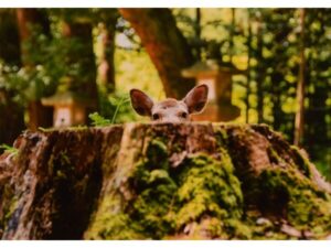 奈良市で「入江泰𠮷記念写真賞」「なら PHOTO CONTEST」開催！作品募集は9月10日まで - STRAIGHT PRESS[ストレートプレス]