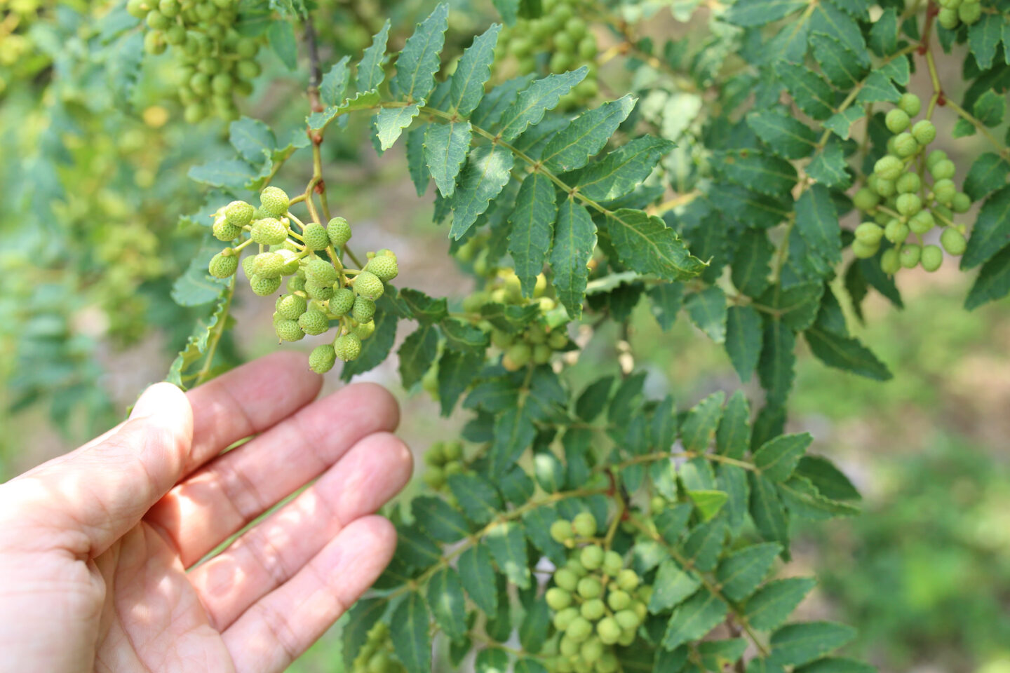 “緑のダイヤモンド”と賞賛されるほど大粒の実が特徴的な「ぶどう山椒」（撮影：前田有佳利）