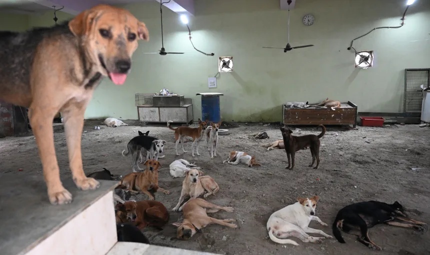ニューデリーの動物保護施設に収容されている野良犬たち＝１３日/Sonu Mehta/Hindustan Times/Sipa USA