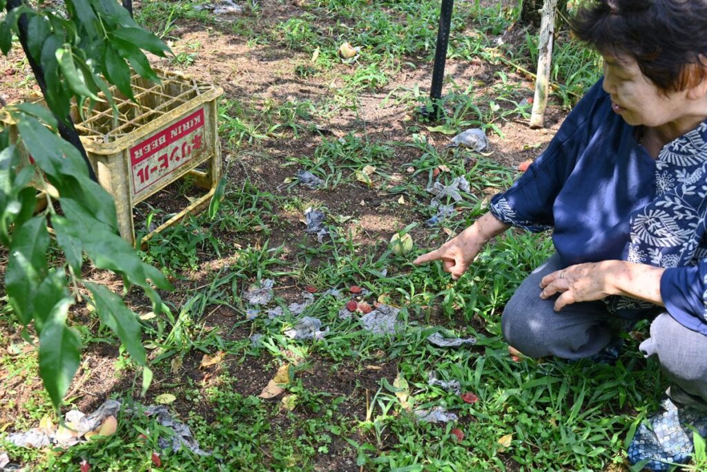 岩手県内でクマ食害続発 猛暑、少雨で餌不足か - 岩手日報