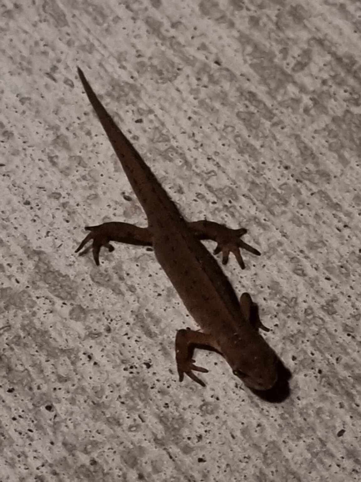 ドアでこのフェラを見つけました。