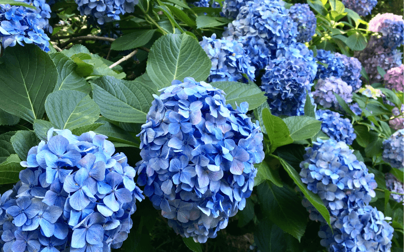 【2025年】東京&関東の人気紫陽花名所7選！雨の日の観光にもおすすめ | Funliday