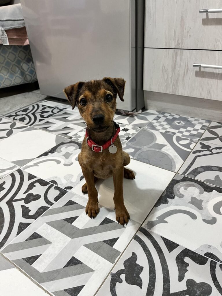 little小さな子犬のために家を探しています！ ✨