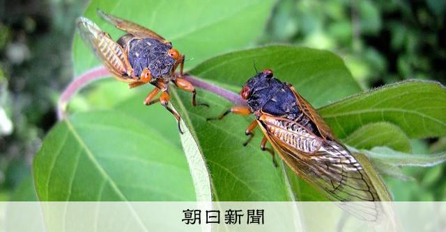 素数ゼミは4の倍数で発育を制御し一斉羽化か 京大など幼虫掘り調査
