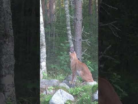 私の庭のリンクス！