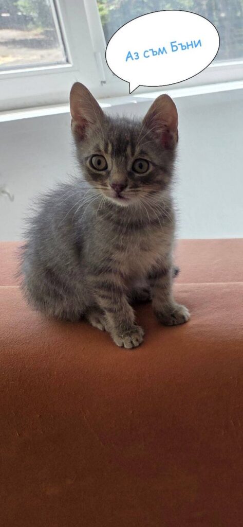 私の母は、いくつかの小さな子猫の家を探しています - ワクチン接種、除染、社会的、衛生習慣 - ソフィア