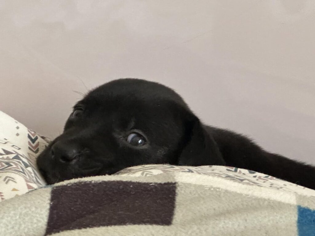 私たちはこの子犬の家を探しています