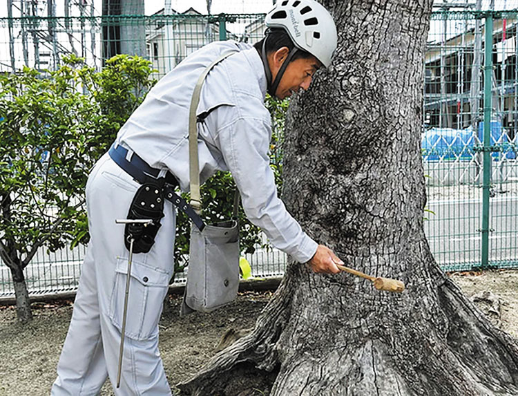 -高槻市- 学校樹木の危険木診断など 市立小学校敷地内で安全点検を実施 | City Life NEWS