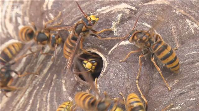 観光客ら11人がスズメバチに刺され4人搬送長野・戸隠神社でその後、業者が駆除