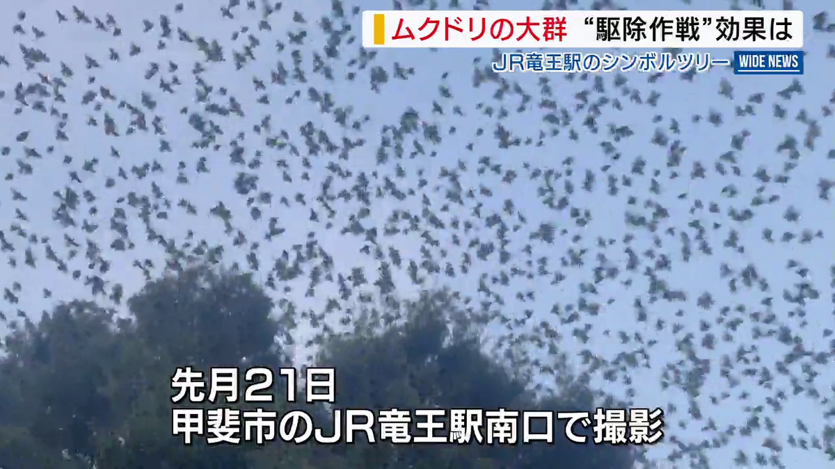 ムクドリの大群“追い払い大作戦” JR竜王駅で数千羽➡数羽に激減 ライトの光や音を使い撃退 山梨・甲斐市