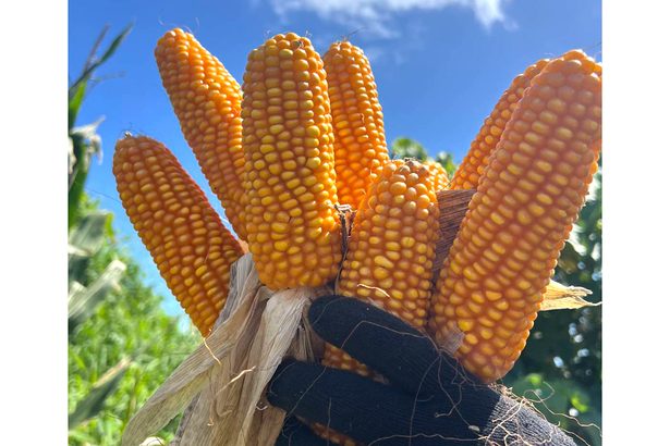 沖縄県産タコス、夢膨らむ　「照間トウモロコシ」でトルティーヤ　具志堅さん栽培挑戦「生産増やしたい」　国頭