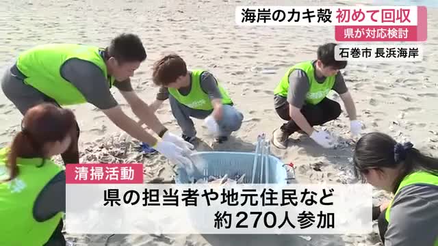 石巻市の海岸にカキ殻大量漂着 宮城県が初の清掃活動実施 県の担当者や地元住民など約２７０人参加