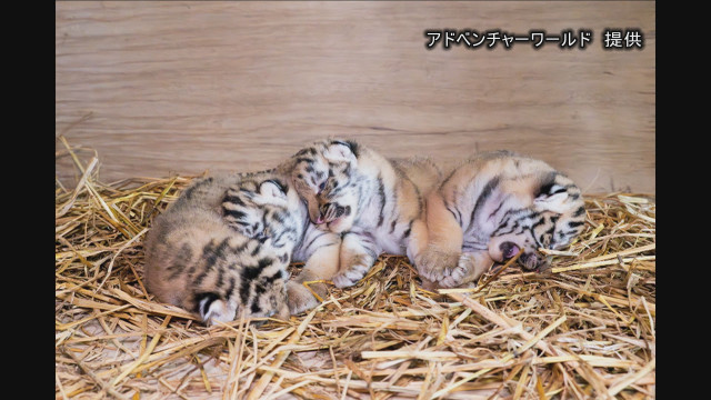 ４頭で成長を続けていたアムールトラの赤ちゃんのうちメス１頭死ぬ　母親用の肉を誤り食べたとみられる　和歌山・アドベンチャーワールド