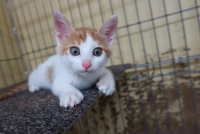 広島県動物愛護センター 猫の譲渡前講習会（10月）