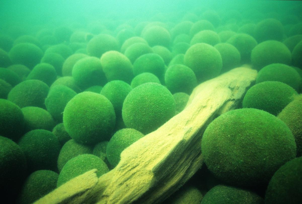 阿寒湖のマリモ。 「マリモは北海道の東部で進化して世界に広がった種であることもわかってきました。日本にとって非常に重要な種です」（占部教授）
