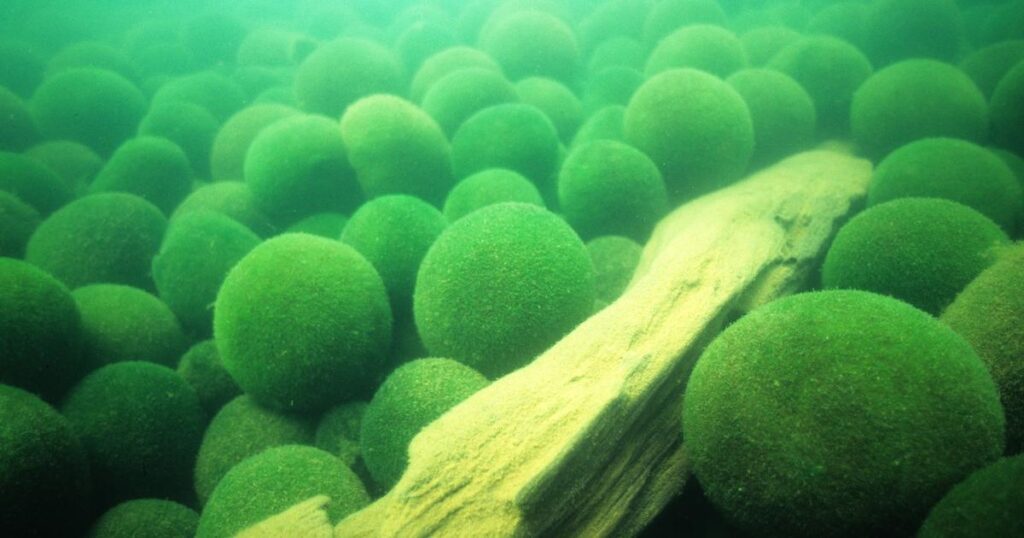 知られざるマリモの物語──「奇跡の湖」北海道・阿寒湖でいま何が起きているのか | Business Insider Japan