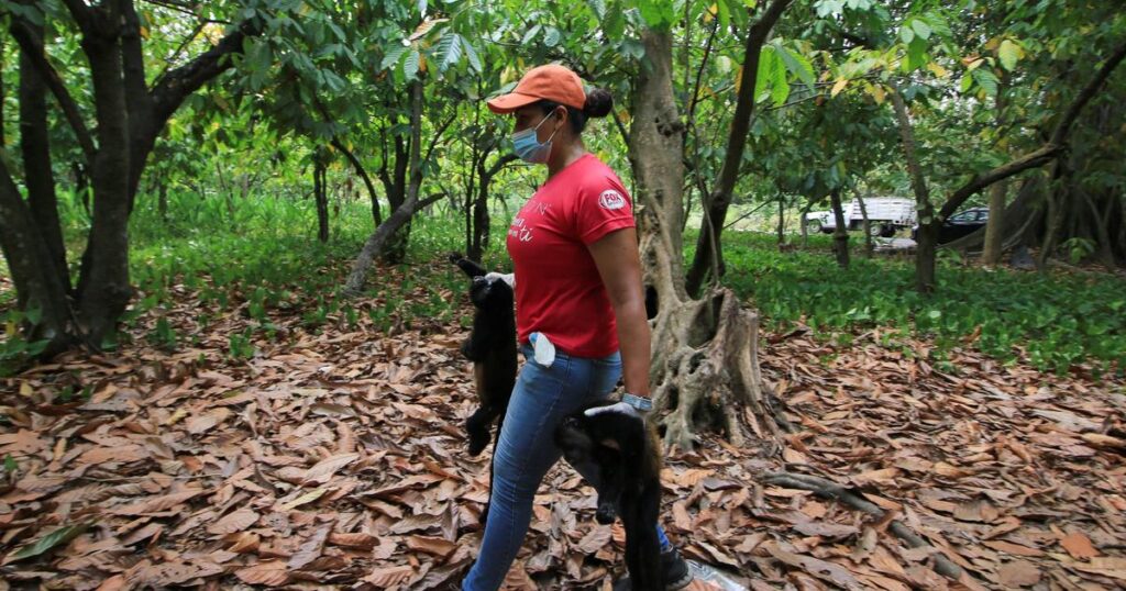 猛暑が続くメキシコ、絶滅危惧種のサルたちが暑さのあまり木から落ちて死んでいる | Business Insider Japan