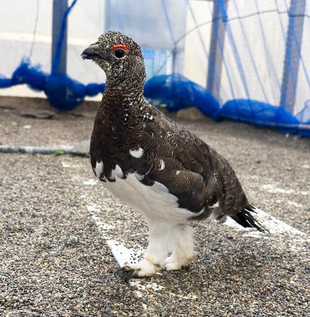 ライチョウ５羽を長野に移送 放鳥へ、栃木の動物園から | 全国のニュース | 福井新聞ONLINE