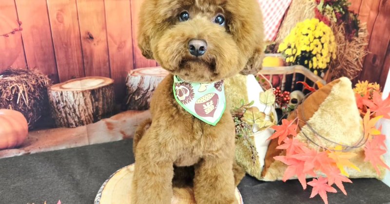 (( 2025.09.14 ))本日ご来店のモデルくん🐶いつもご来店頂き有難うございます🤲🏻....☎︎024-503-0279予約専...（2025.09.14） | 福島市のトリミングサロン 犬の美容室Poo（プー）│トリミング・ペットホテル・南福島・ペット