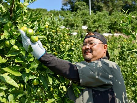 「極早生ミカン」収穫始まる 酸味爽やか、和歌山 | 全国のニュース | 福井新聞ONLINE