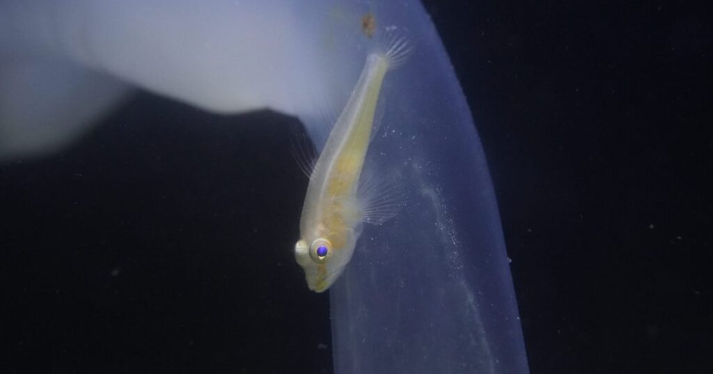 沖縄で国内初の「ハゼ」 まるで黄金の輝き、和名は「クガニウミタケハゼ」 美ら海水族館 – 琉球新報デジタル 沖縄で国内初の「ハゼ」 まるで黄金の輝き、和名は「クガニウミタケハゼ」 美ら海水族館 - 琉球新報デジタル